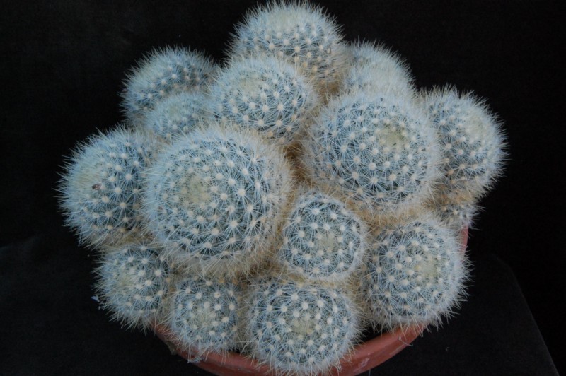 Mammillaria laui 