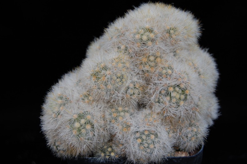 Mammillaria laui LAU 1171