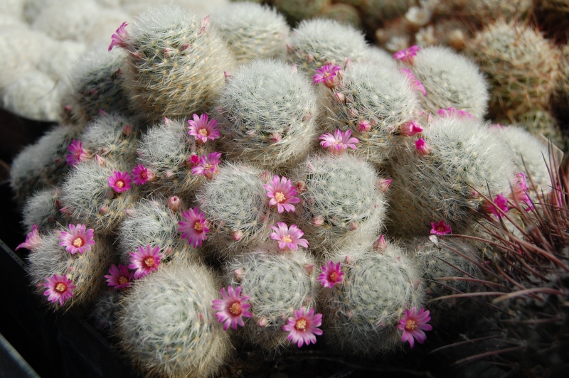 Mammillaria laui ssp. dasyacantha 