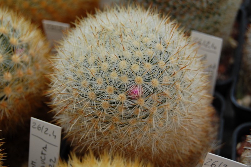 Mammillaria laui ssp. subducta LAU 1222