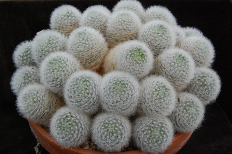 Mammillaria laui ssp. dasyacantha 