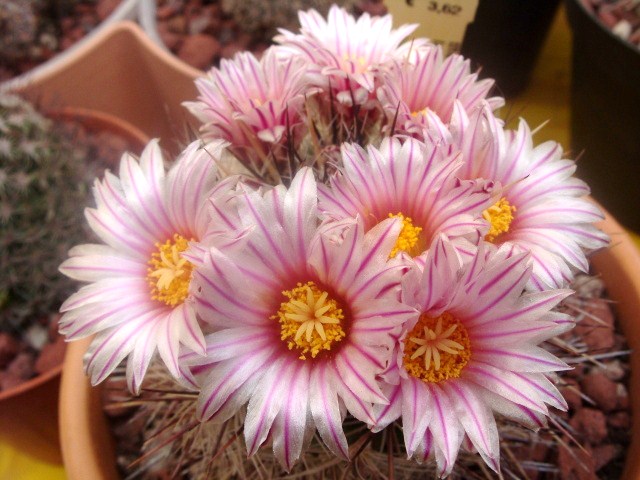 Thelocactus lausseri 