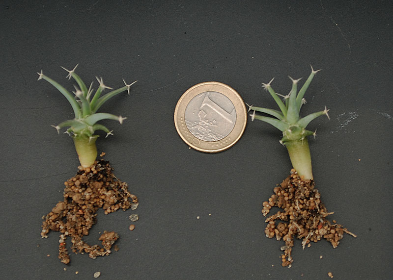 Leuchtenbergia principis 