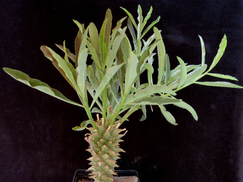 Euphorbia leistneri 