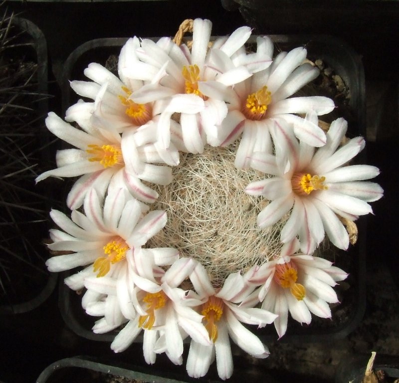Mammillaria lenta 