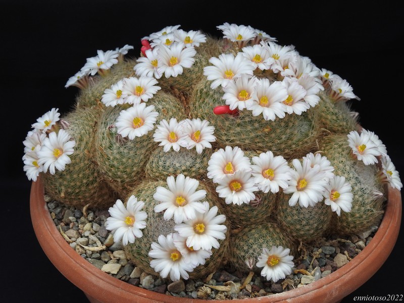 Mammillaria lenta 