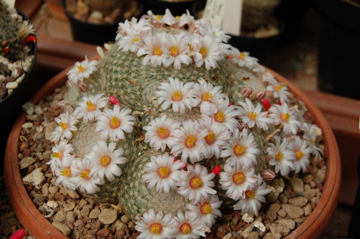 Mammillaria lenta 