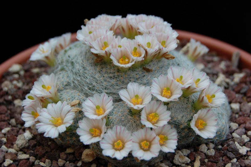 Mammillaria lenta 