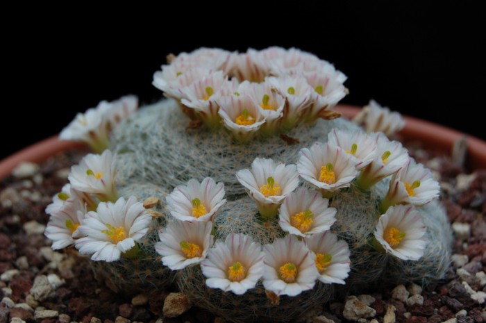 Mammillaria lenta 