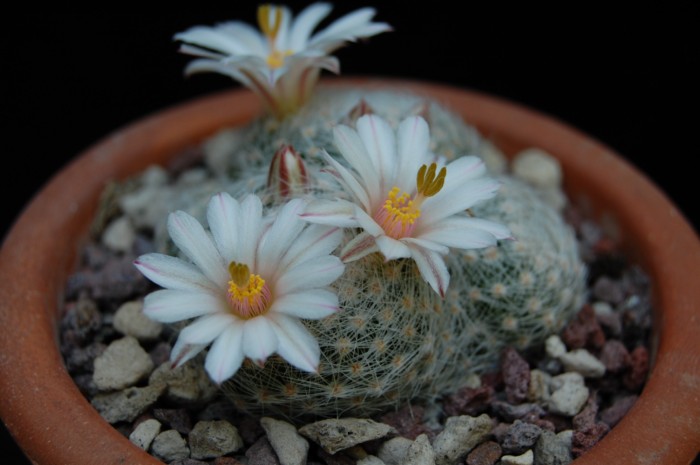 Mammillaria lenta 