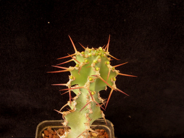 Euphorbia leontopoda 