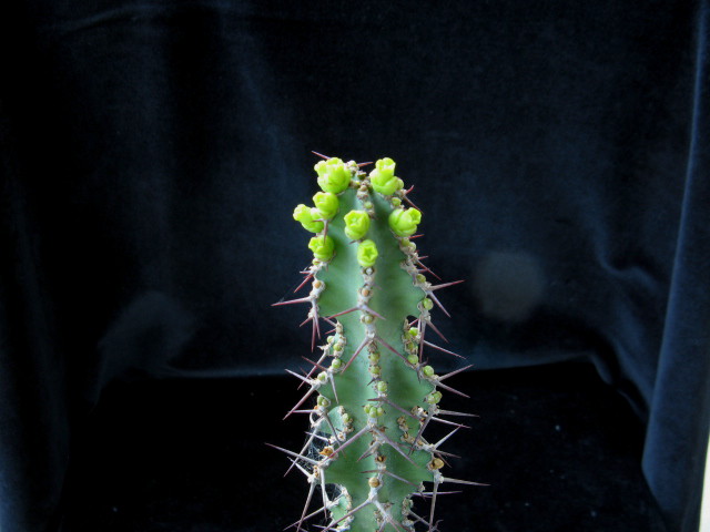 euphorbia leontopoda