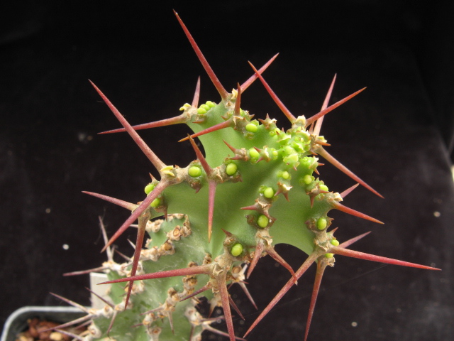 Euphorbia leontopoda 
