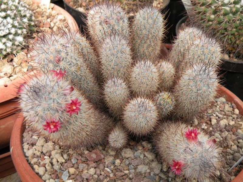 Mammillaria leona 