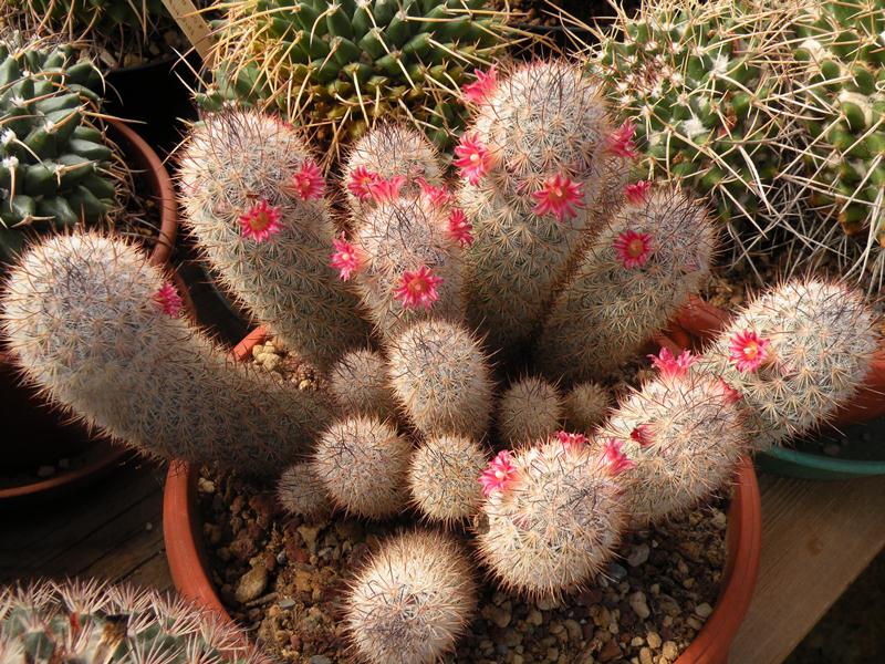 Mammillaria leona 