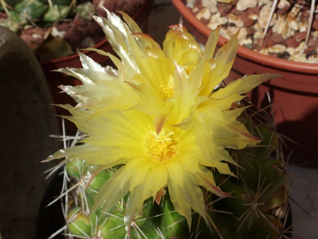 Thelocactus leucacanthus 