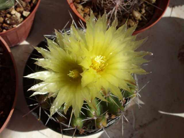 Thelocactus leucacanthus 