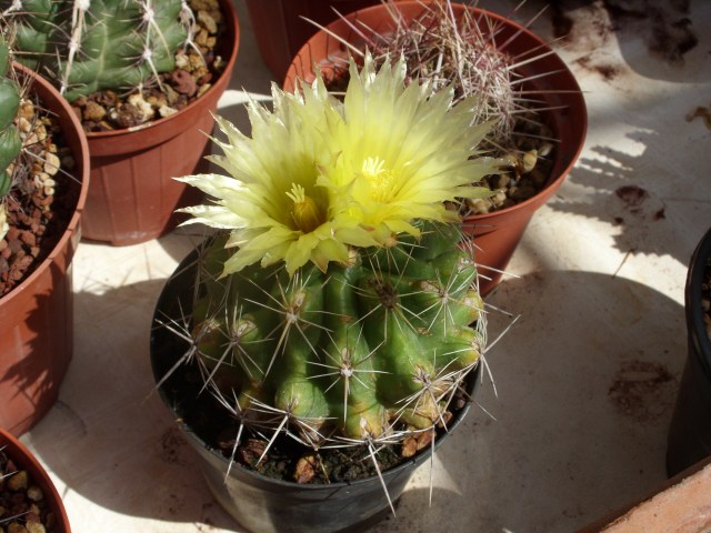 Thelocactus leucacanthus 