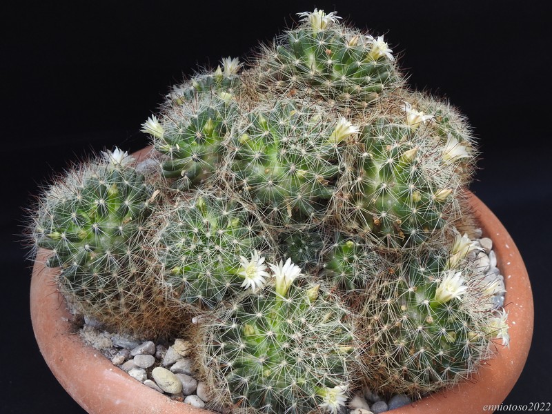 Mammillaria leucantha 