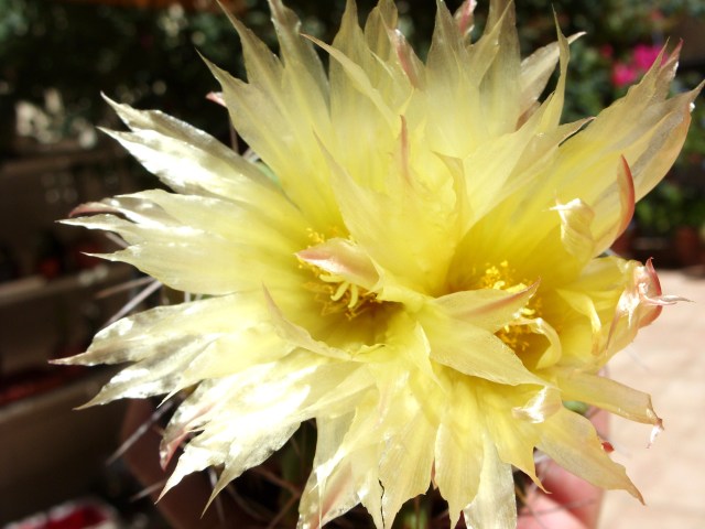 Thelocactus leucacanthus 