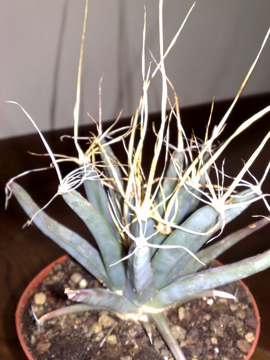 leuchtenbergia principis 