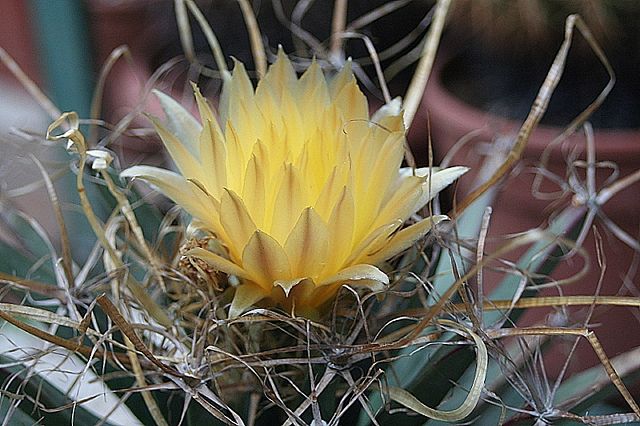 Leuchtenbergia principis 