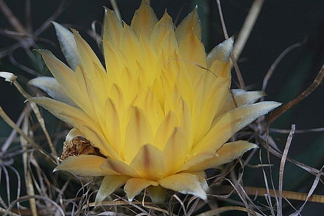 Leuchtenbergia principis 