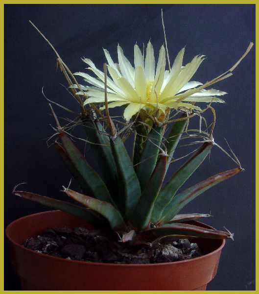 Leuchtenbergia principis 