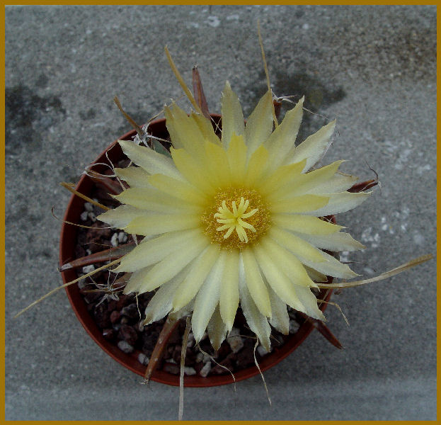 Leuchtenbergia principis 