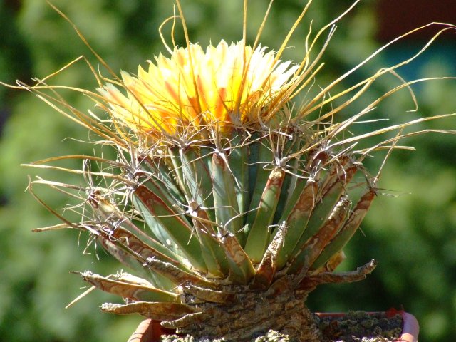 Leuchtenbergia principis 