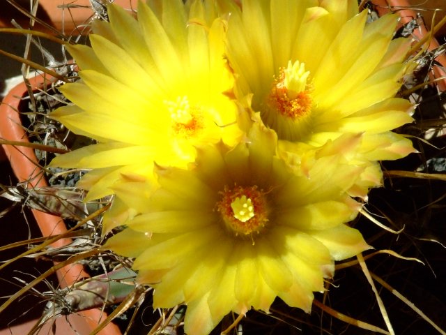 Leuchtenbergia principis 