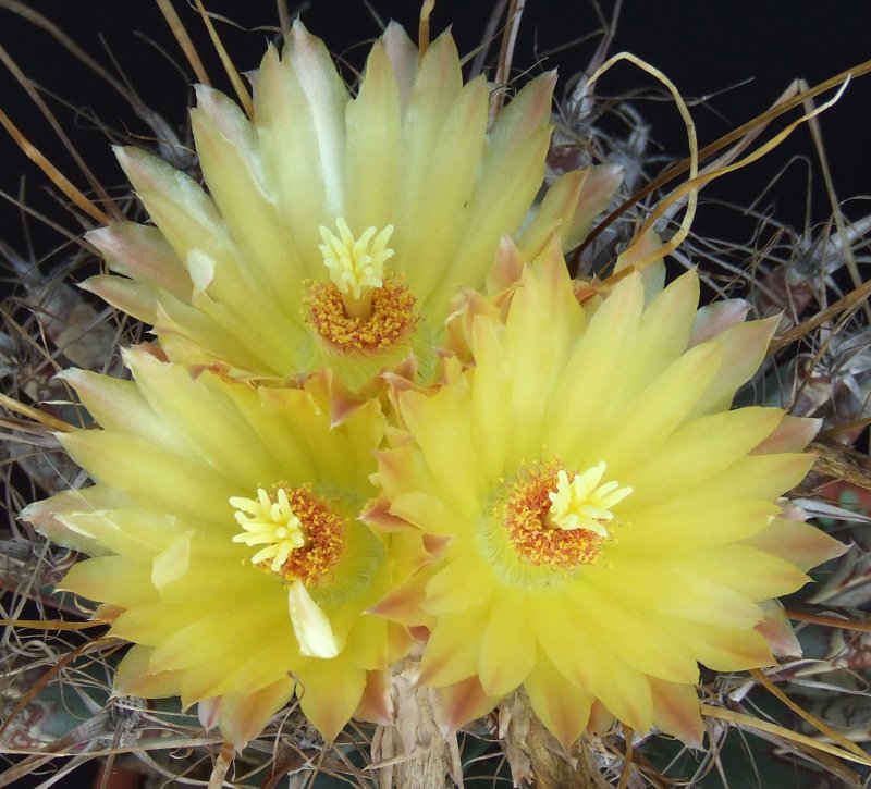 Leuchtenbergia principis 