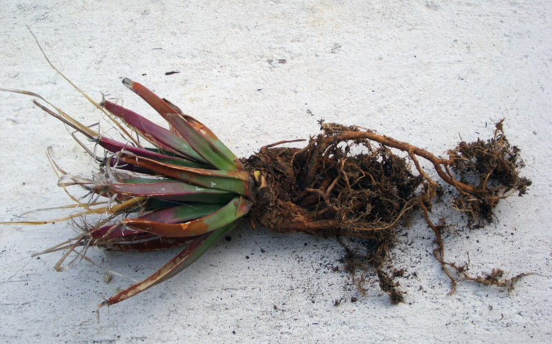 Leuchtenbergia principis 