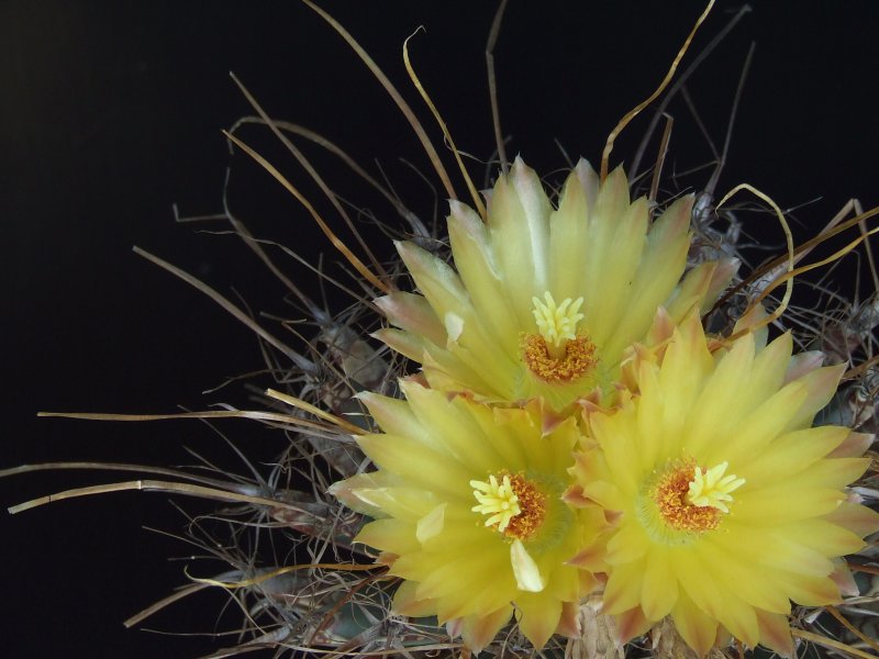 Leuchtenbergia principis 