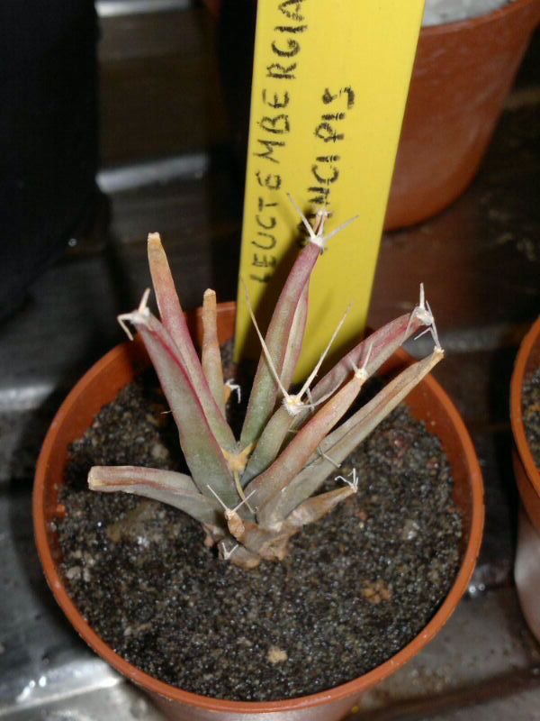 Leuchtenbergia principis 