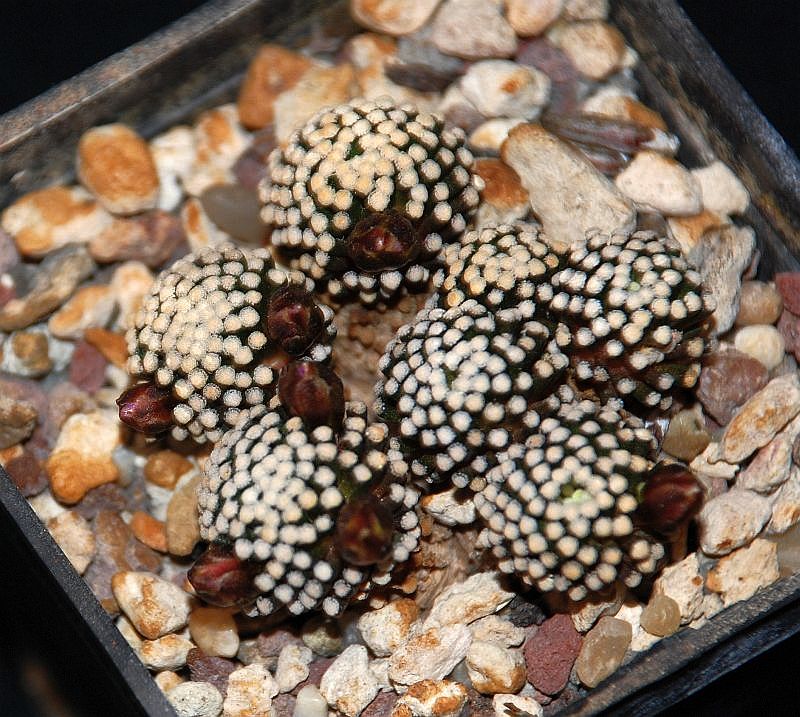 Mammillaria luethyi 