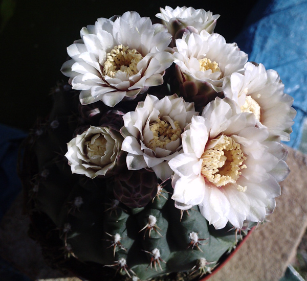 Gymnocalycium quehlianum 