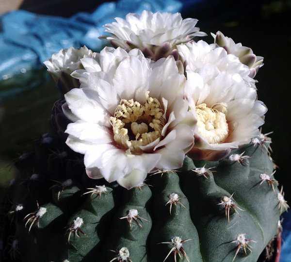 Gymnocalycium quehlianum 