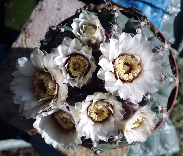 Gymnocalycium quehlianum 