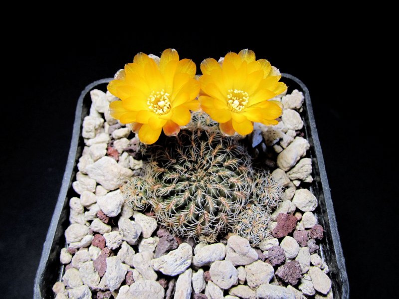 Sulcorebutia krugerae v. hoffmannii LH1170