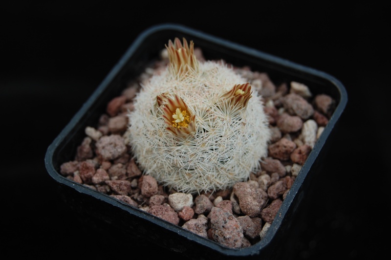 Mammillaria lasiacantha ssp. egregia 