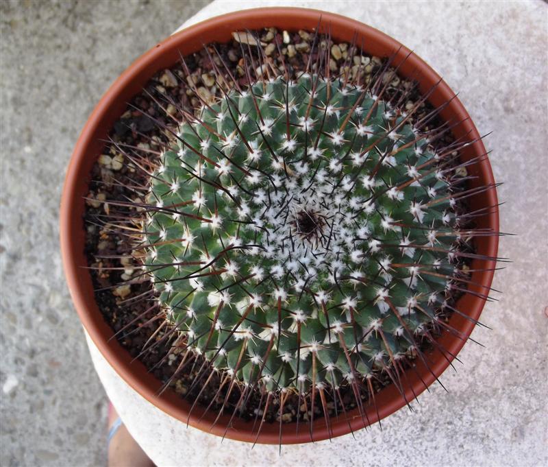 Mammillaria gigantea 