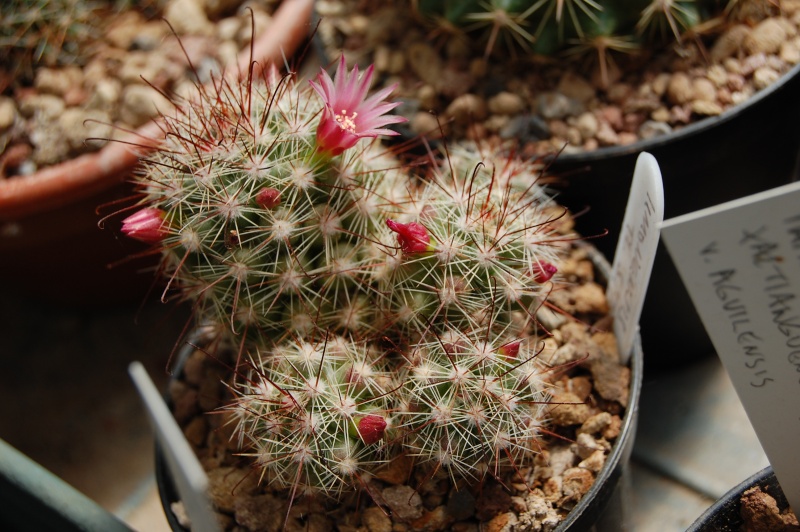 Mammillaria limonensis TL 577