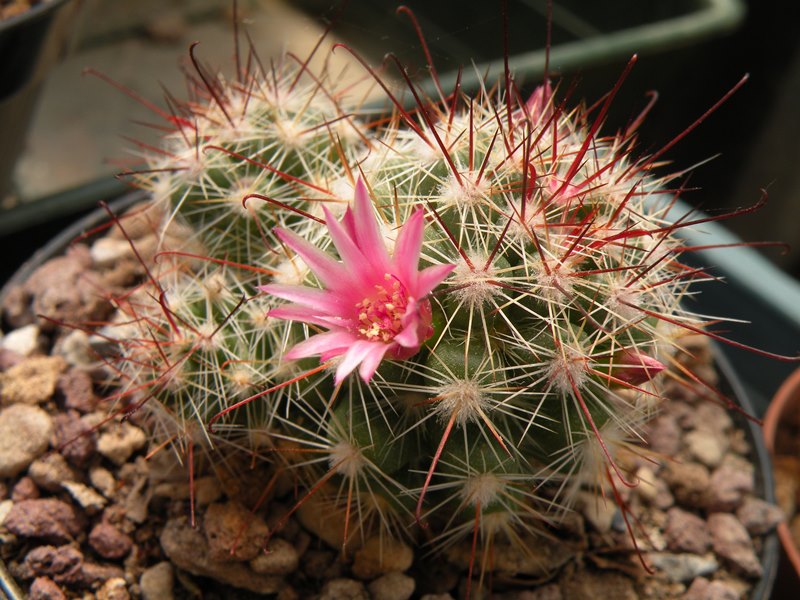 Mammillaria limonensis TL 577