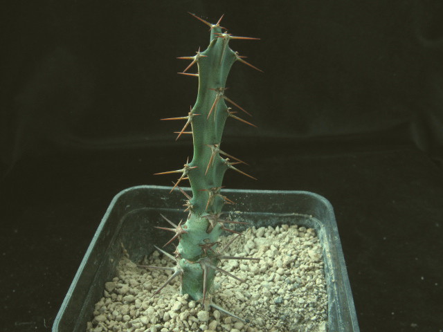 Euphorbia limpopoana 