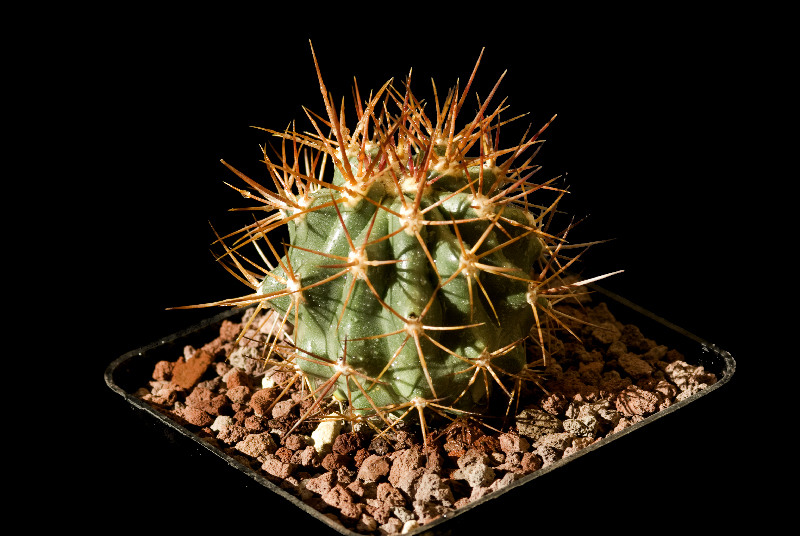 Ferocactus lindsayi SB535