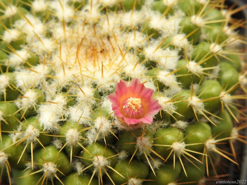 Mammillaria lindsayi f. narlinii WK 442