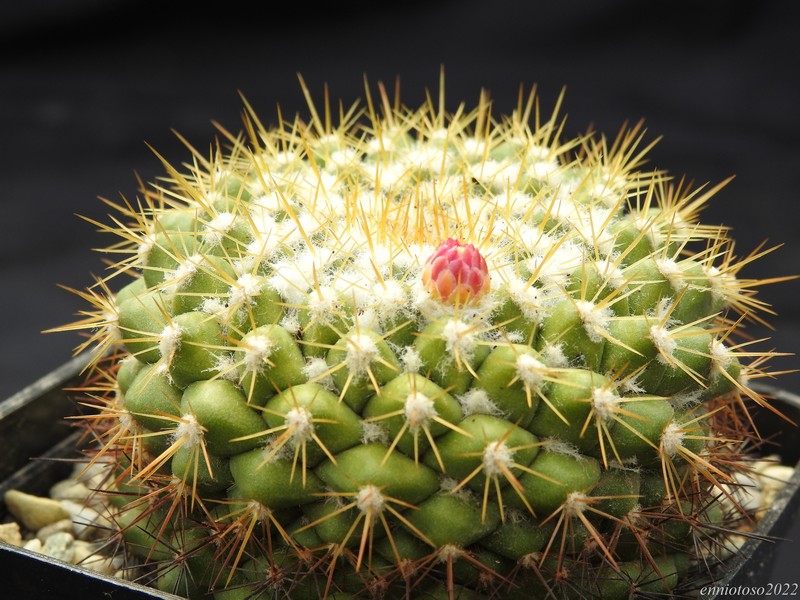 Mammillaria lindsayi f. narlinii WK 442