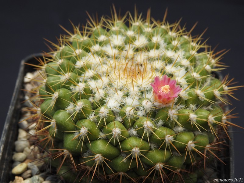 Mammillaria lindsayi f. narlinii WK 442