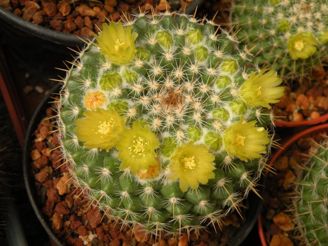 Mammillaria lindsayi ROG 681